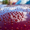 Image 4: Mobile Interior, Full Exterior or Premium Paint Protection Detailing