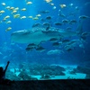 Image 1: Georgia Aquarium General Admission Ticket Deals