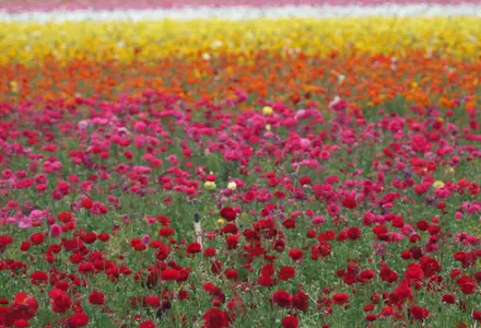 The Flower Fields at Carlsbad Ranch