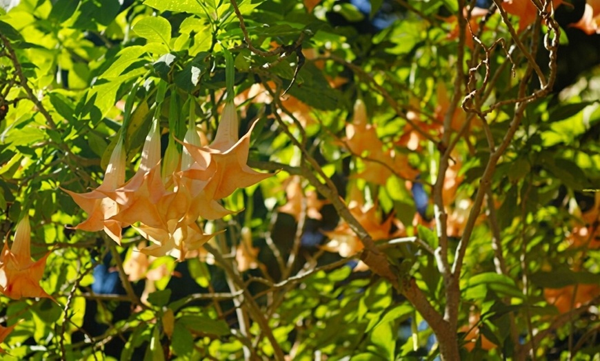 Image 2: Sunken Gardens Admission & Family Membership Deals (Up to 35% Off)