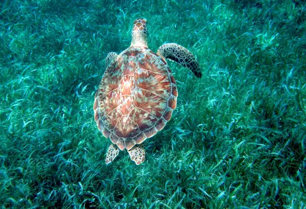 Hol Chan Marine Reserve