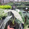 Image 5: Rare Live Plants by House Plant Shop | Monstera, Philodendron & More