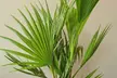 1 ou 2 "Washingtonia Robusta", hauteur de pot au choix - Image 7