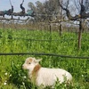 Image 1: Explore a Farm Tour with Wine and Cheese for Any Group Size