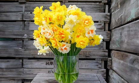 Groupon Unisex Yellow Daffodil Double Classic Mix 32 Bulbs