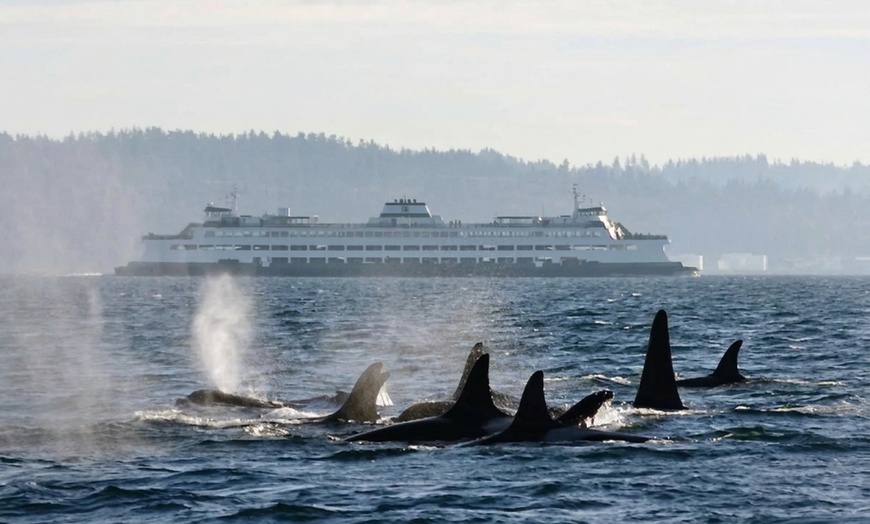 Image 3: Kayak Tours & Rentals: Bioluminescence and Whale Watching
