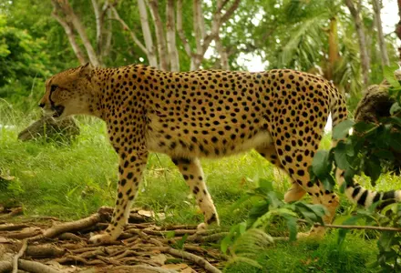 Honolulu Zoo