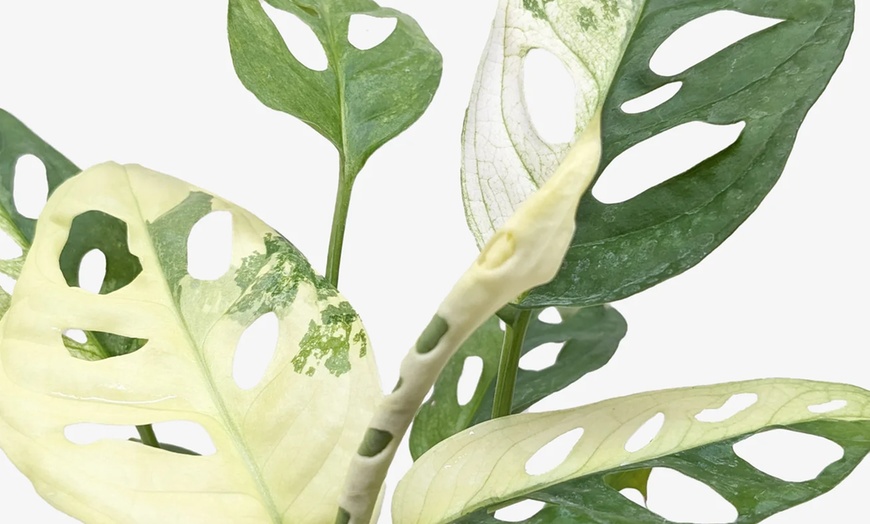 Image 15: Rare Live Plants by House Plant Shop | Monstera, Philodendron & More