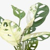 Image 15: Rare Live Plants by House Plant Shop | Monstera, Philodendron & More