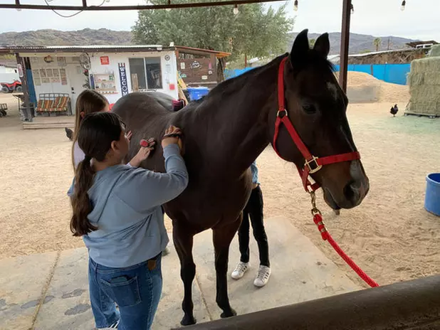 Meet Ranch Animals w/ Balanced Beings Outdoor Recreation in Phoenix