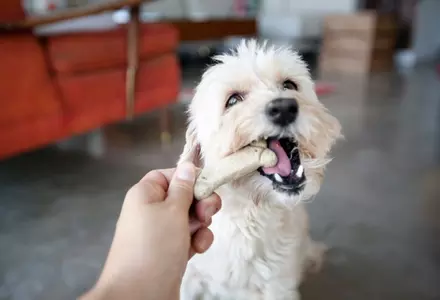 Dog-friendly suites