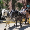 Image 4: Wild West Stagecoach Rides – Columbia State Historic Park