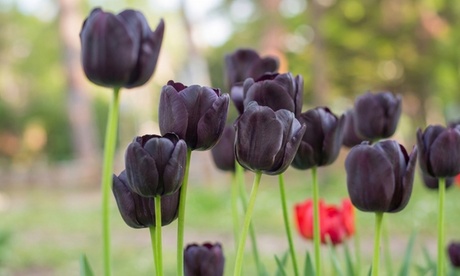 Groupon Unisex Black Tulip Jackpot 32 Bulbs