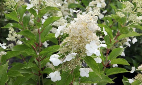 Groupon Unisex White Hydrangea Paniculata Kyushu Flowering Shrubs: One