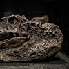 Image 2: Admission to the Las Vegas Science & Natural History Museum
