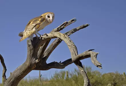 Arizona-Sonora Desert Museum
