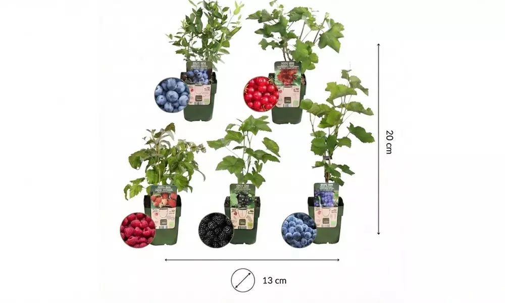 Set de plantes fruitières biologiques