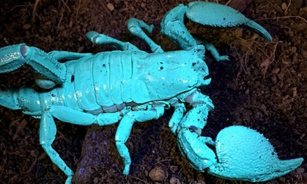 Admission for 1 Person - Santa Fe Bug and Reptile Museum - Santa Fe, NM