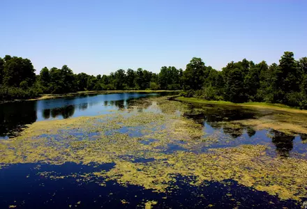 Lettuce Lake Park
