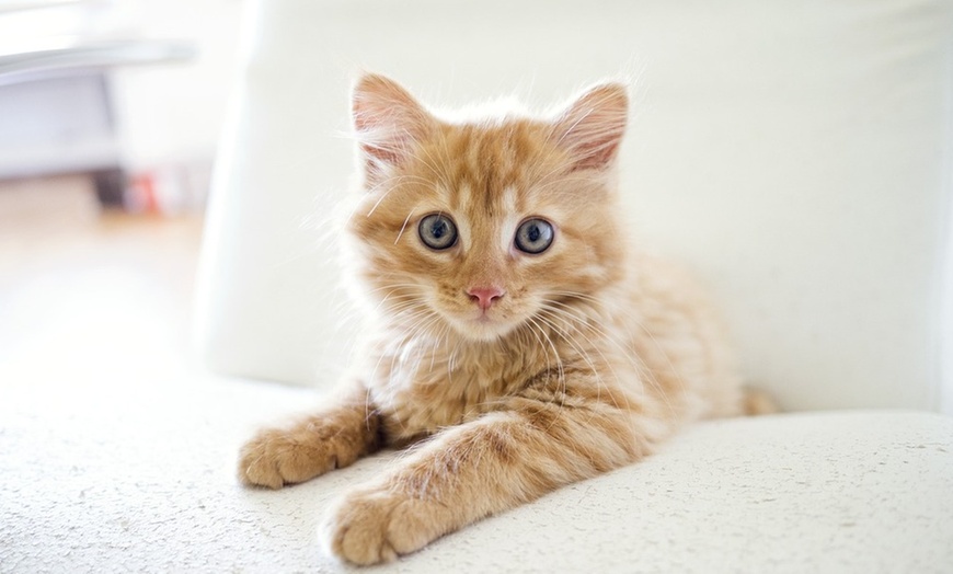 Image 6: Enjoy a Cozy Cat Lounge: One-Hour Admission in Farmington Hills