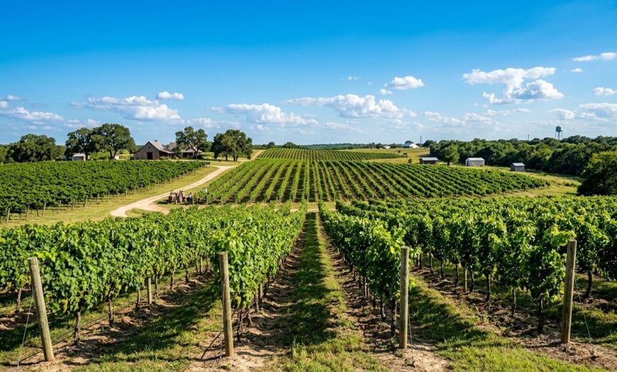 Image 4: Tour and Tasting for Two or Four with Five Samples and a Glass of Wine
