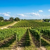 Image 4: Tour and Tasting for Two or Four with Five Samples and a Glass of Wine
