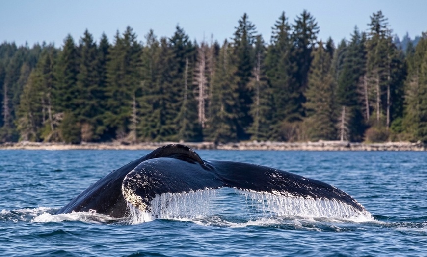 Image 6: Kayak Tours & Rentals: Bioluminescence and Whale Watching