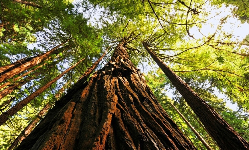 Image 4: Small-Group Muir Woods & Sausalito Tour – Iconic Views & Coastal Charm