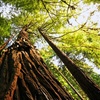 Image 4: Small-Group Muir Woods & Sausalito Tour – Iconic Views & Coastal Charm