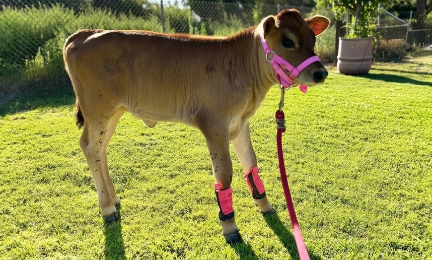 Image 4: Petting Zoo Deals & Discounts at Lakewood Barnyard Buddies