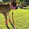 Image 4: Petting Zoo Deals & Discounts at Lakewood Barnyard Buddies