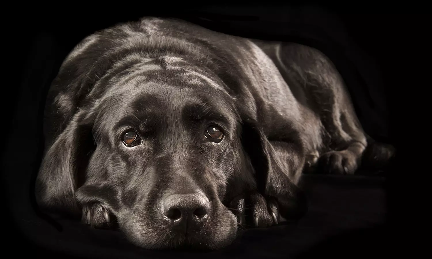 Sesión de estudio, exteriores o domicilio para 1 mascota con CD