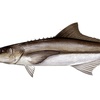 Image 7: Experience Four Hour Fishing Charter Session for Three People