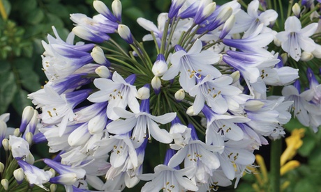 Thompson & Morgan Thompson&Morgan Agapanthus Twister 9Cm Pot X 2 - Image 5