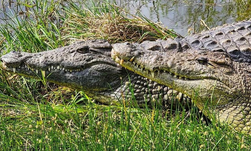 Image 2: Crocodile Encounter: Up-Close Wildlife Experience