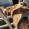 Image 1: Petting Zoo Admission Deals & Discounts