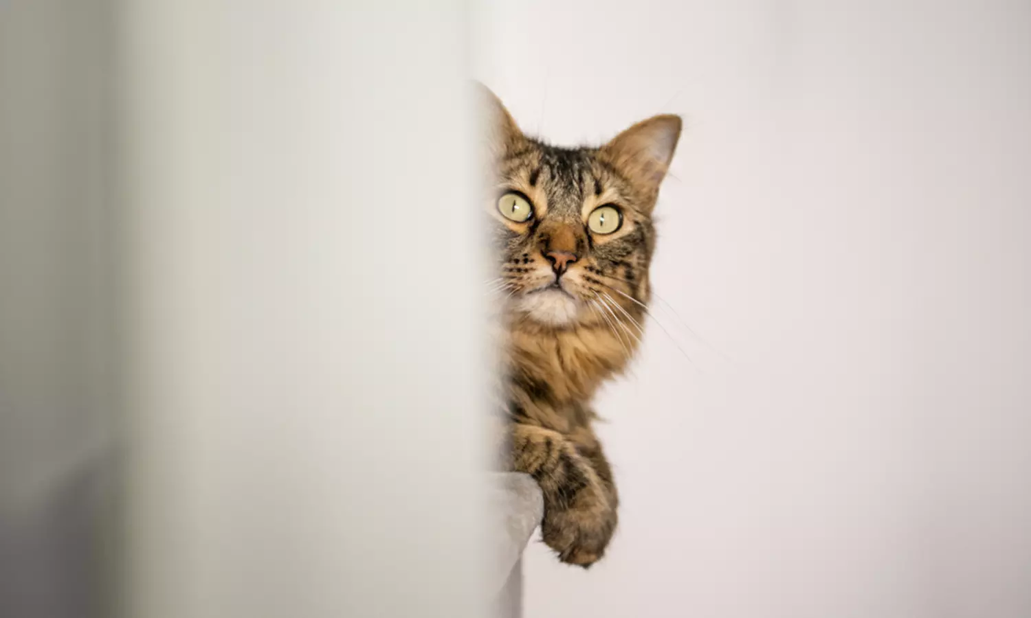 Sesión de estudio, exteriores o domicilio para 1 mascota con CD