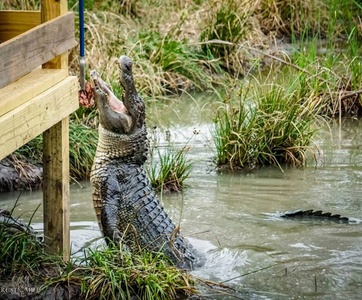 General Admission, Children/Senior/Military - Crocodile Encounter - Angleton, TX