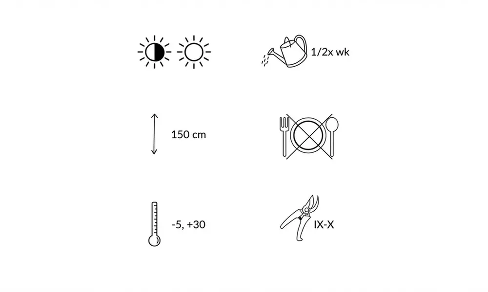 Lot de 3 figuiers bio (Ficus carica)
