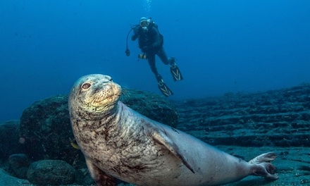 Scuba Diving for 1 Person - Dive-In Hawaii