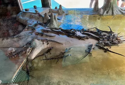 Gatorland