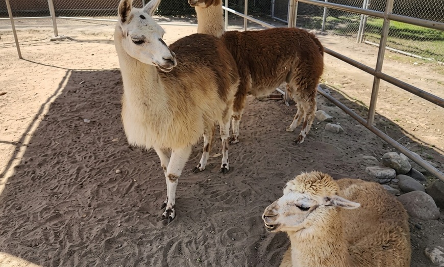 Image 17: Petting Zoo Admission Deals & Discounts