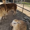 Image 17: Petting Zoo Admission Deals & Discounts