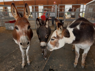 Afternoon Enrichment Thursdays & Fridays 4pm One Adult and One Child - Lil' Buckaroo's Petting Zoo