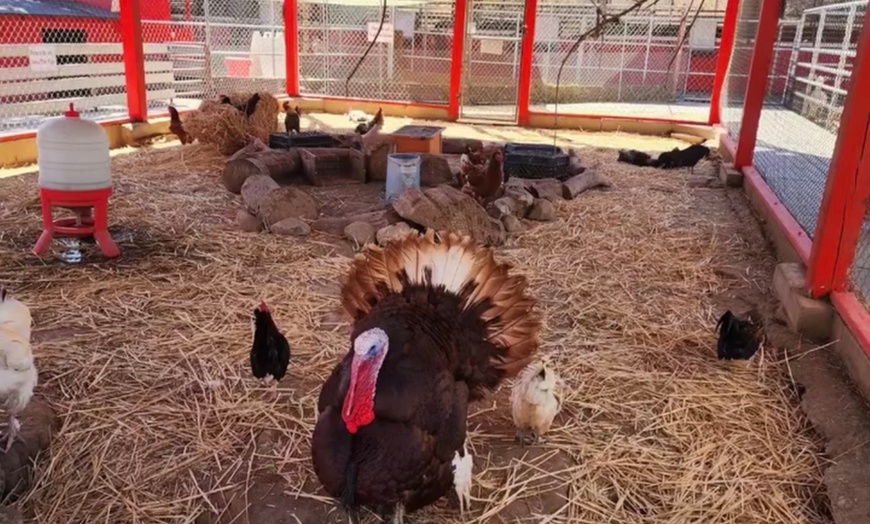 Image 14: Petting Zoo Admission Deals & Discounts