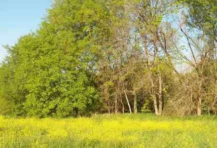 Spring Creek Forest Preserve