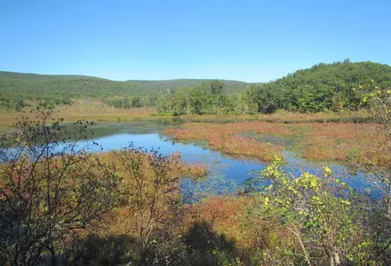 Bashakill Wildlife Management Area