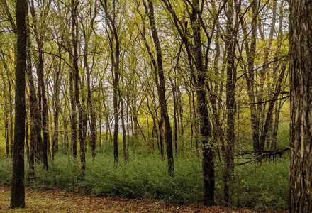 Campion Trails