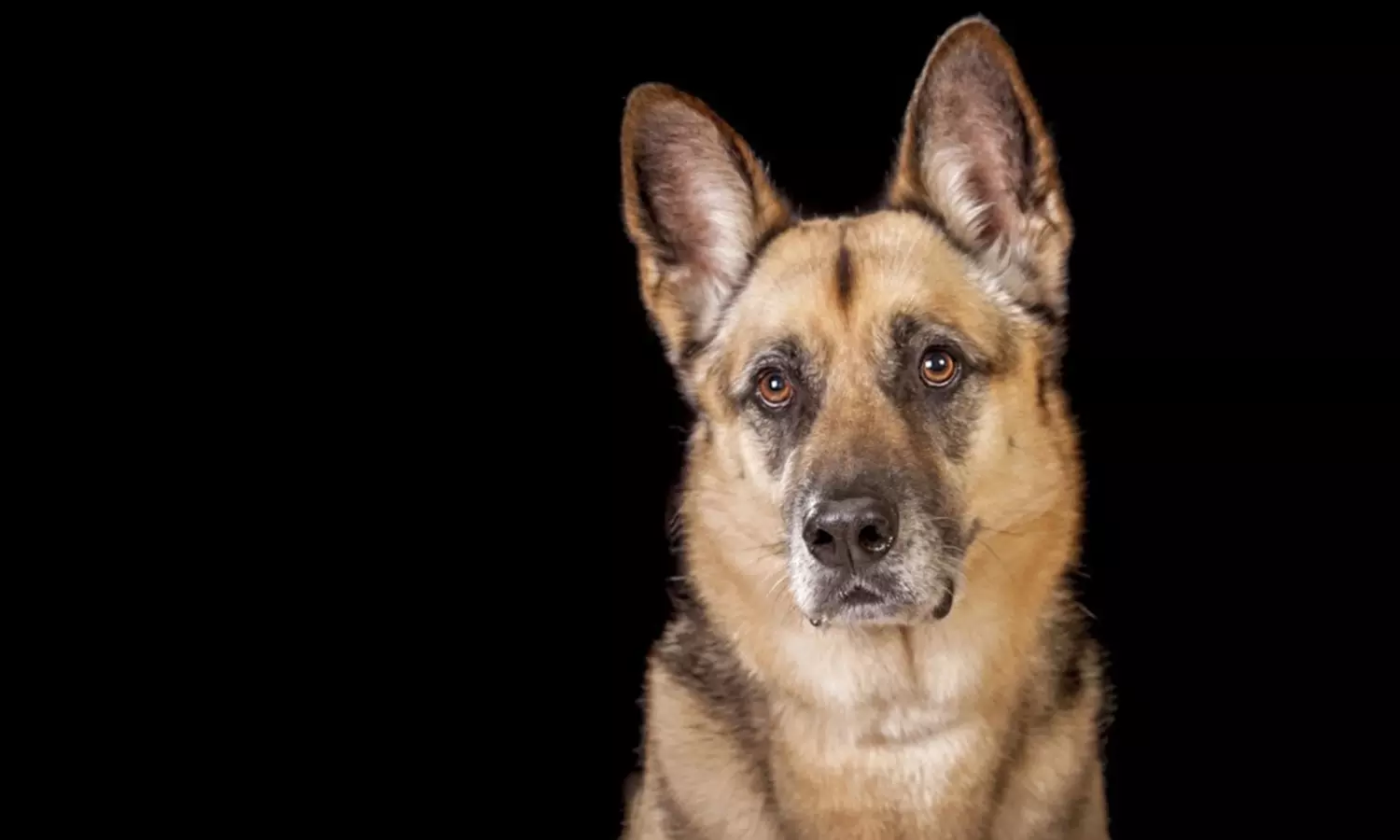 Sesión de estudio, exteriores o domicilio para 1 mascota con CD