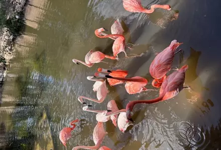 Gatorland